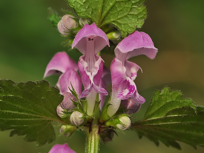 Lamium maculatum