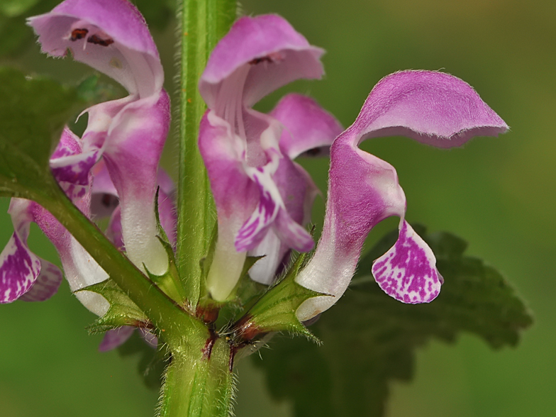 Lamium maculatum