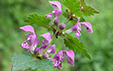 Lamium maculatum