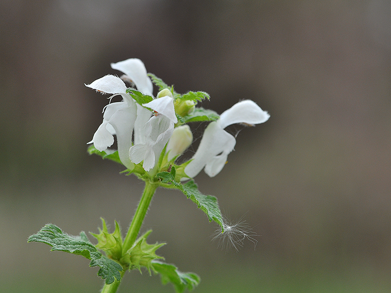 Lamium maculatum var album