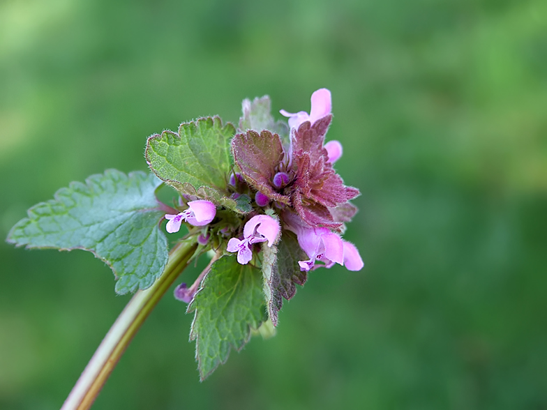 Lamium purpureum