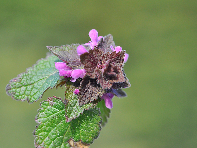 Lamium purpureum