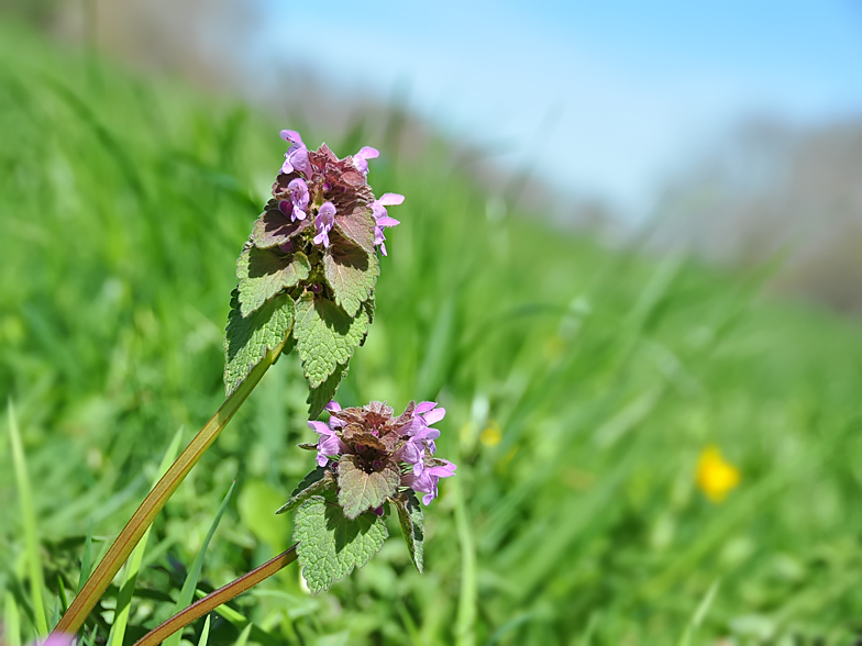 Lamium purpureum