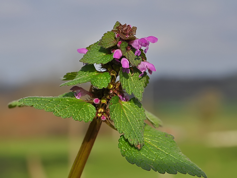 Lamium purpureum