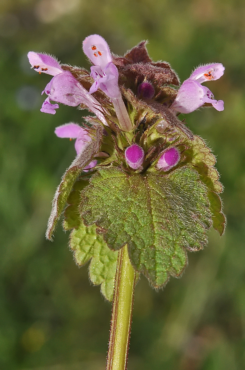 Lamium purpureum