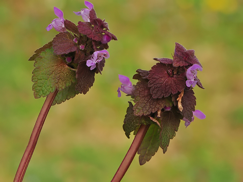 Lamium purpureum