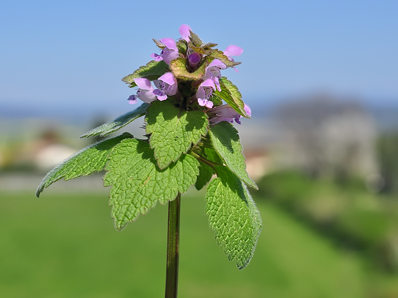 Lamium purpureum