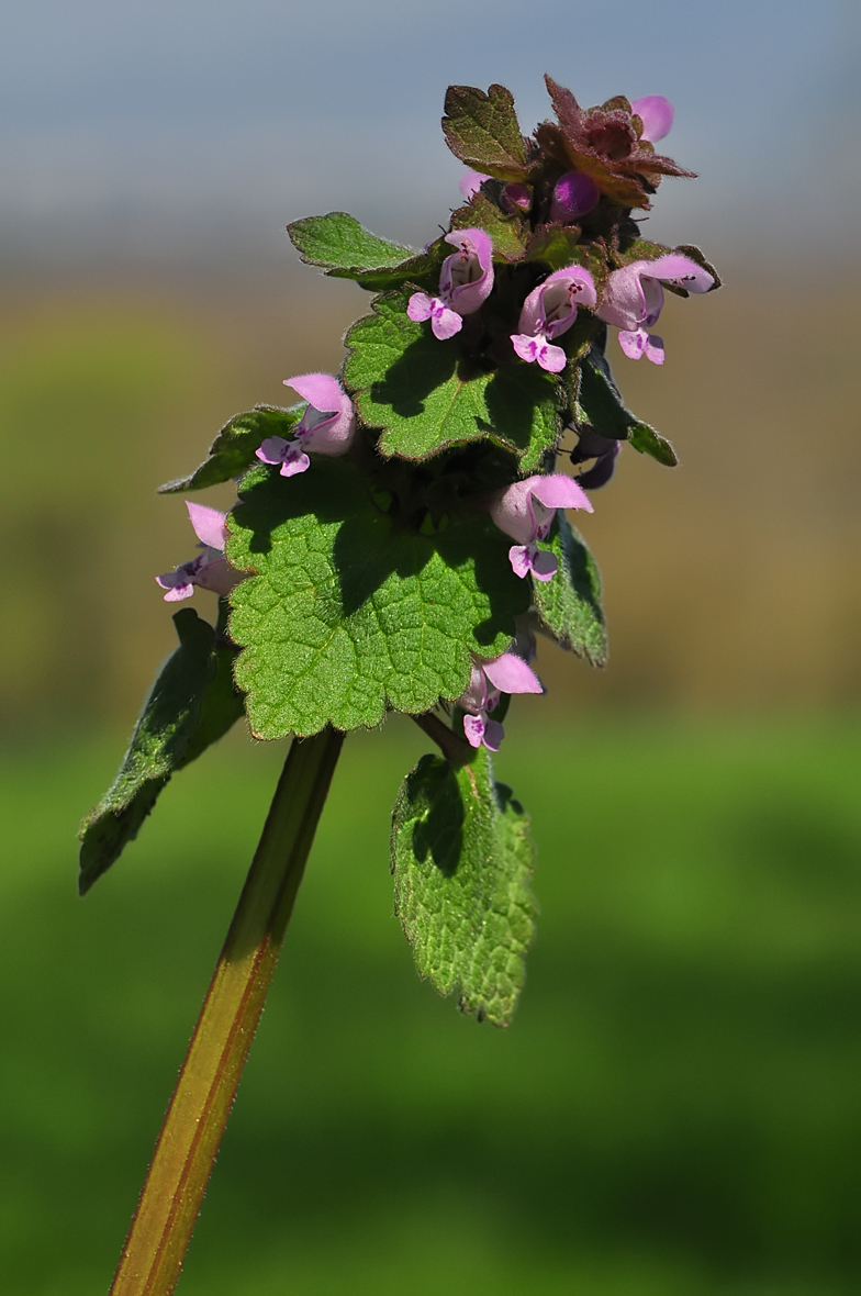 Lamium purpureum