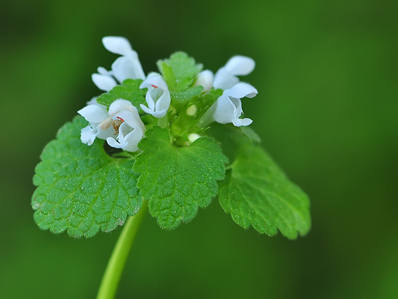 Lamium purpureum