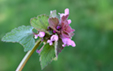 Lamium purpureum