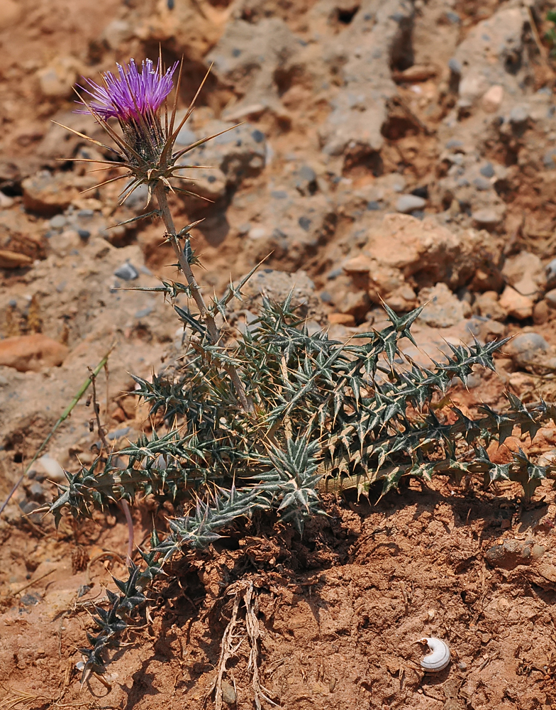 Lamyropsis cynaroides