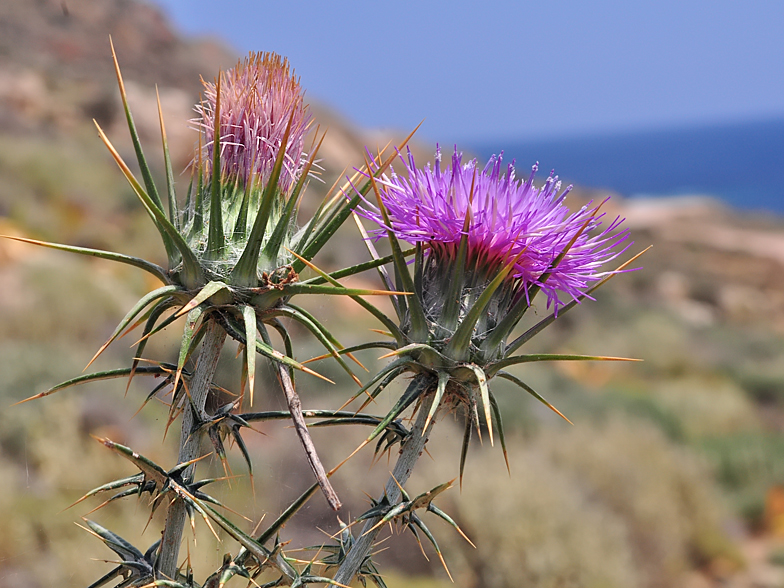 Lamyropsis cynaroides