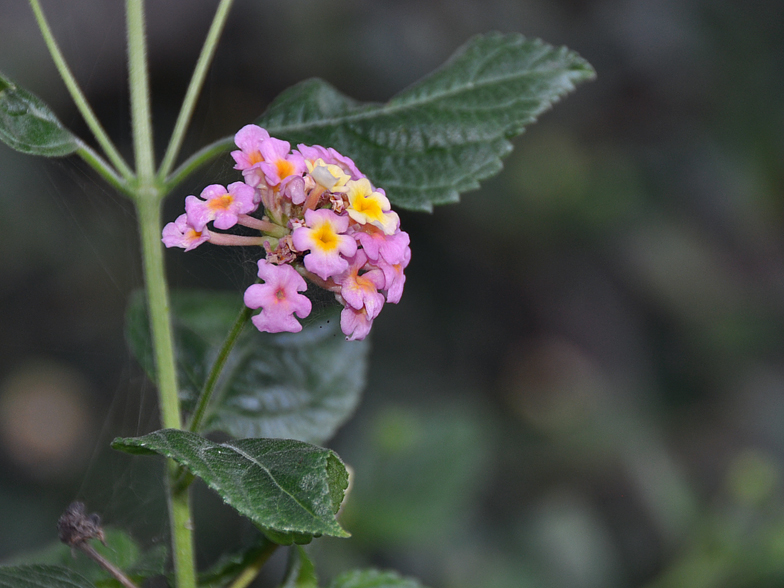 Lantana camara