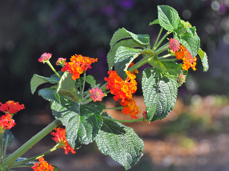 Lantana camara