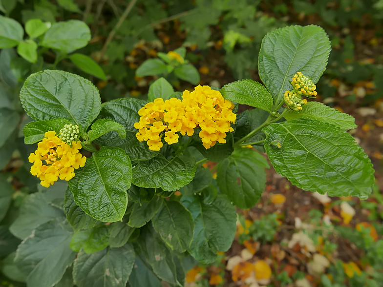 Lantana camara