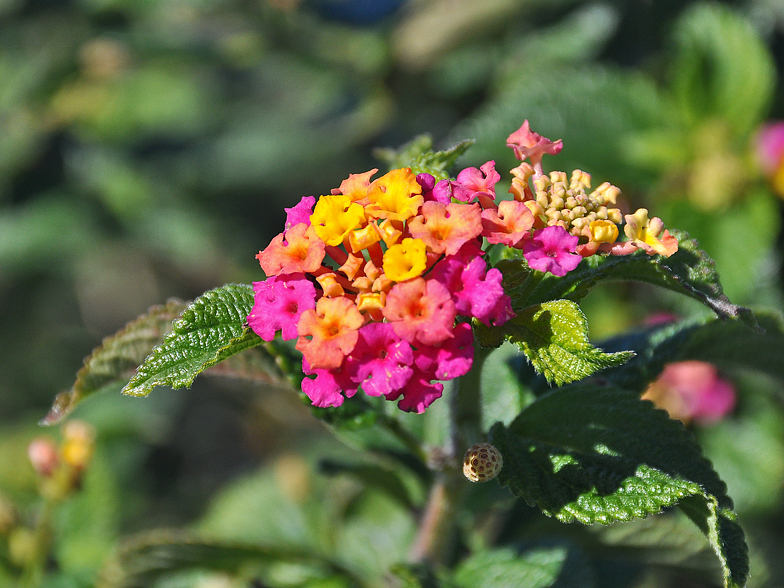 Lantana camara