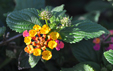 Lantana camara