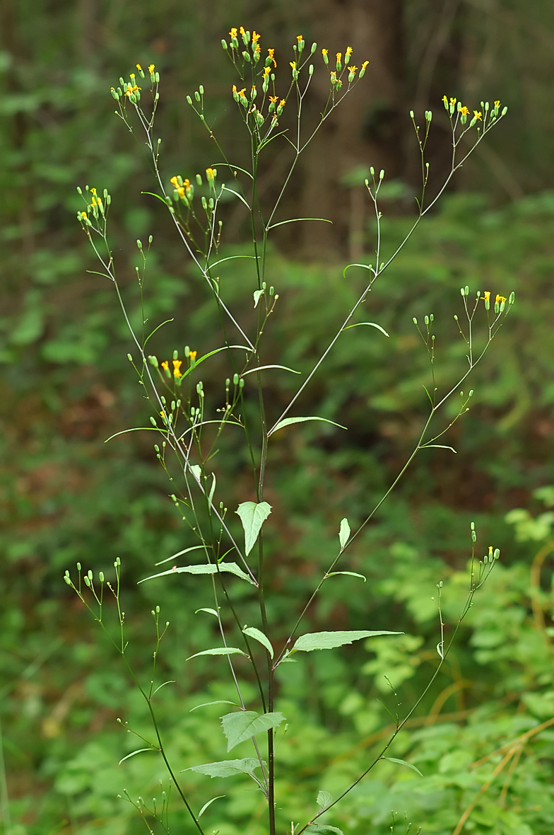 Lapsana communis