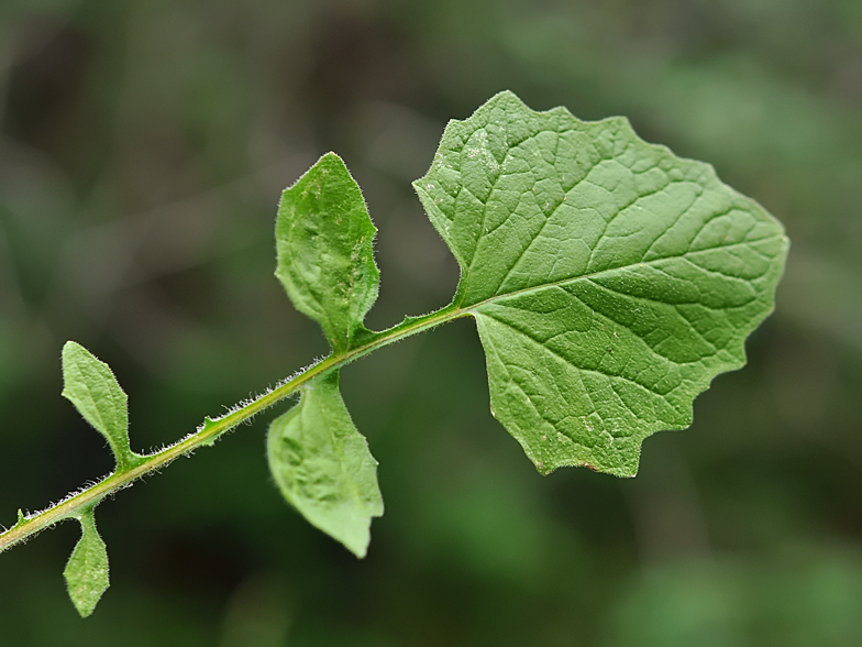 Lapsana communis