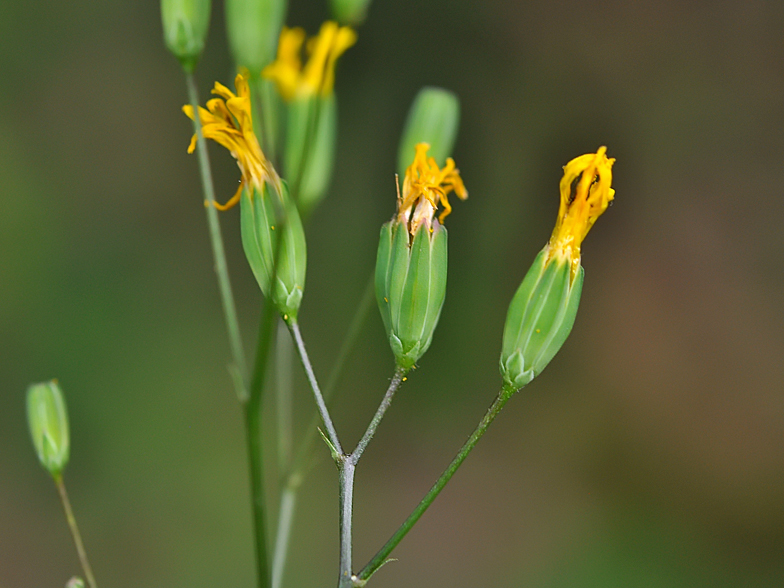 Lapsana communis