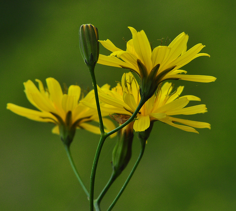 Lapsana communis ssp intermedia