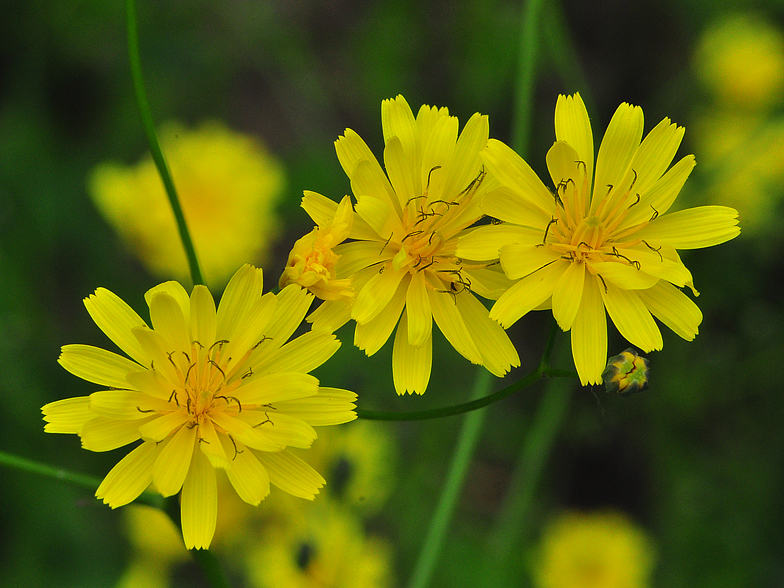 Lapsana communis ssp intermedia