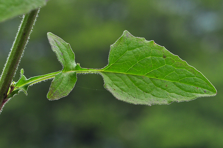 Lapsana communis ssp intermedia