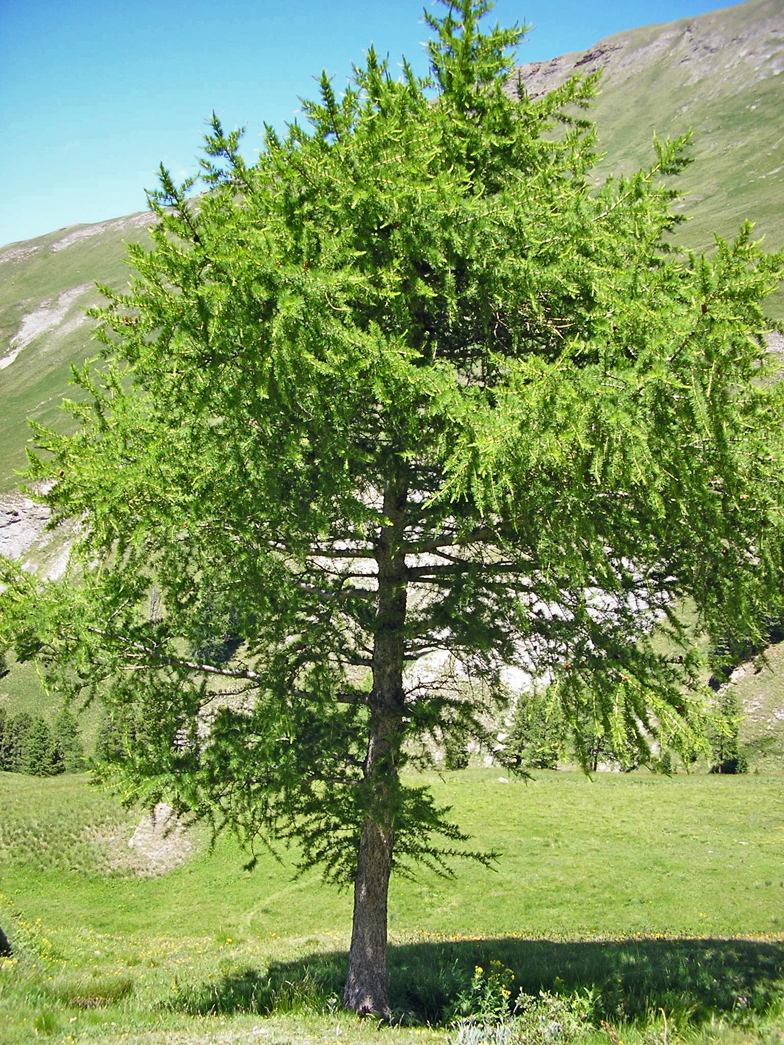 Larix decidua