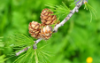 Larix decidua