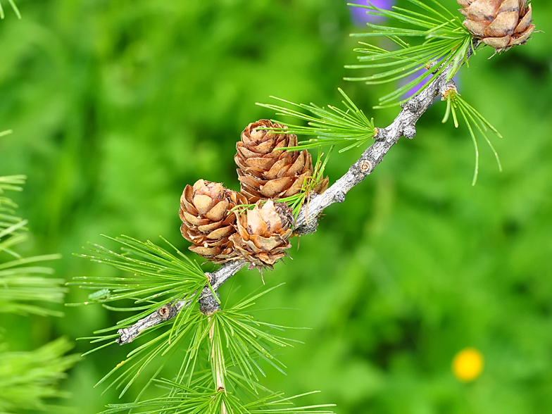 Larix decidua