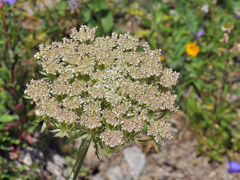 Laserpitium gallicum