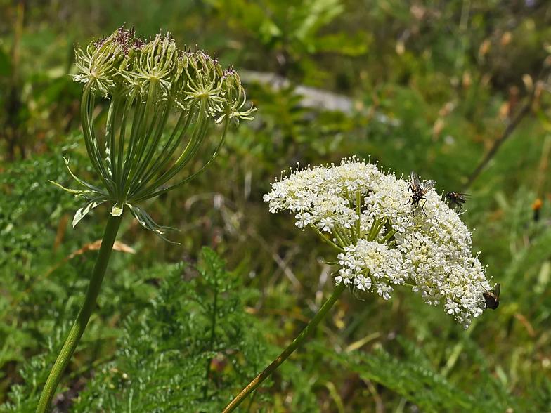 Laserpitium halleri