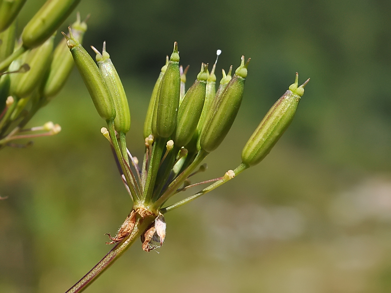 Laserpitium halleri