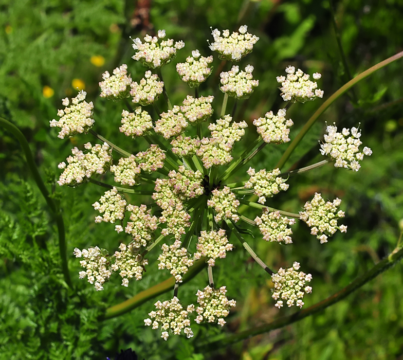 Laserpitium halleri