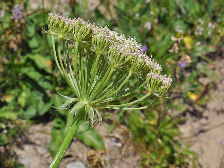 Laserpitium gallicum