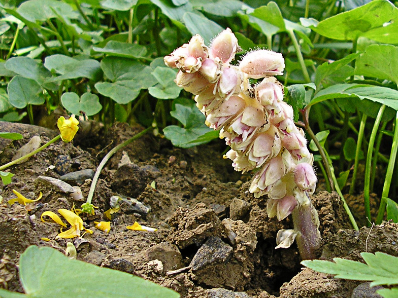 Lathraea squamaria