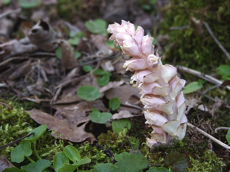 Lathraea squamaria