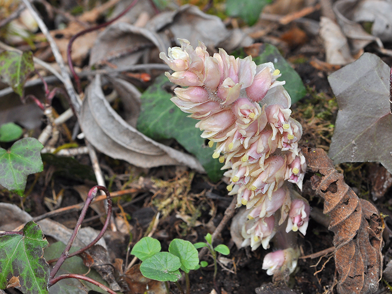 Lathraea squamaria