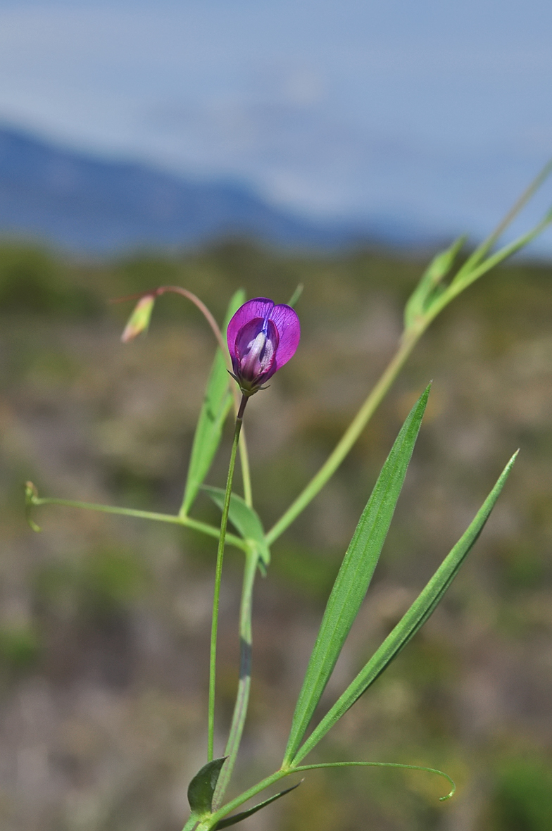 Lathyrus angulatus