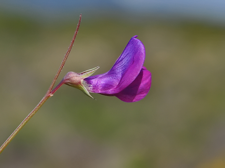 Lathyrus angulatus