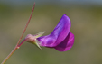 Lathyrus angulatus