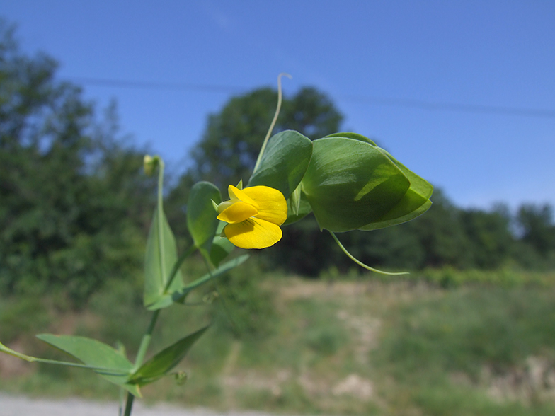 Lathyrus aphaca