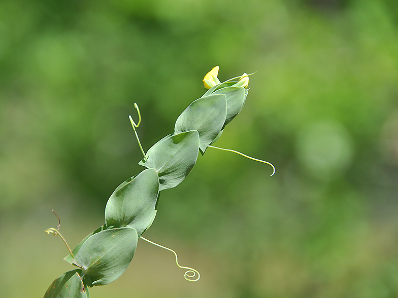 Lathyrus aphaca