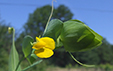 Lathyrus aphaca