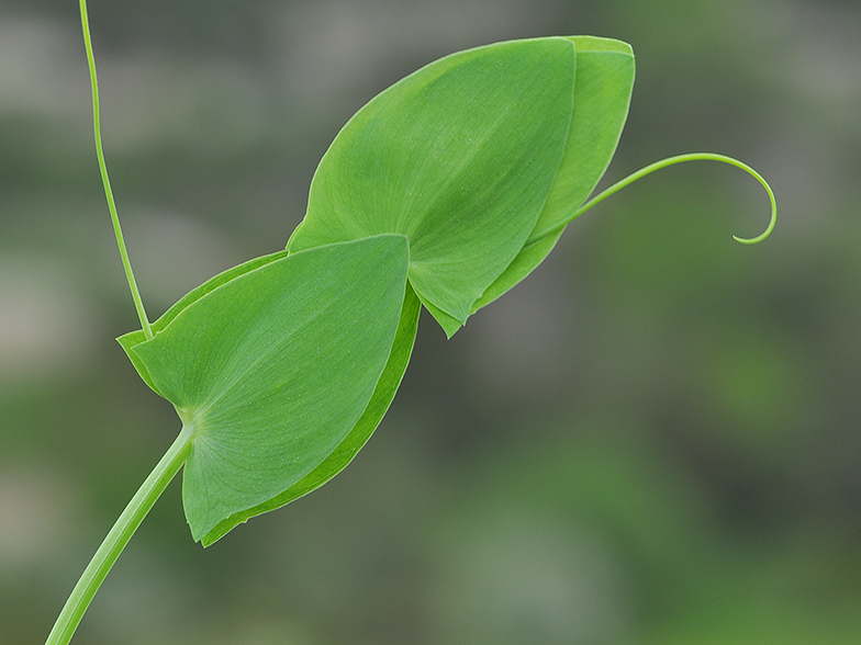 Lathyrus aphaca