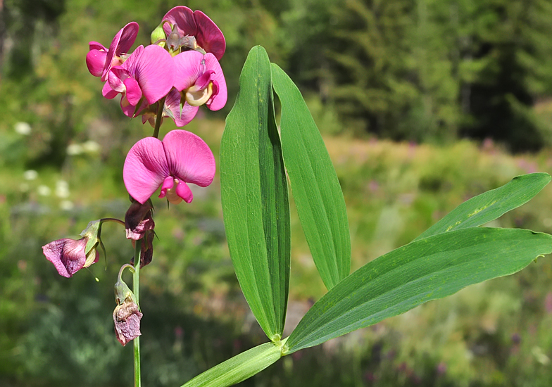 Lathyrus heterophyllus