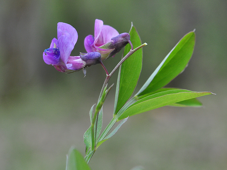 Lathyrus linifolius