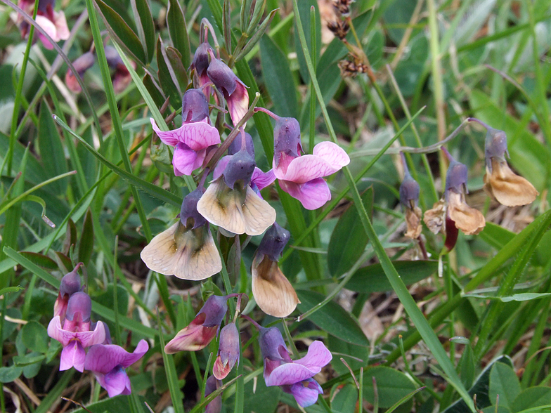 Lathyrus linifolius