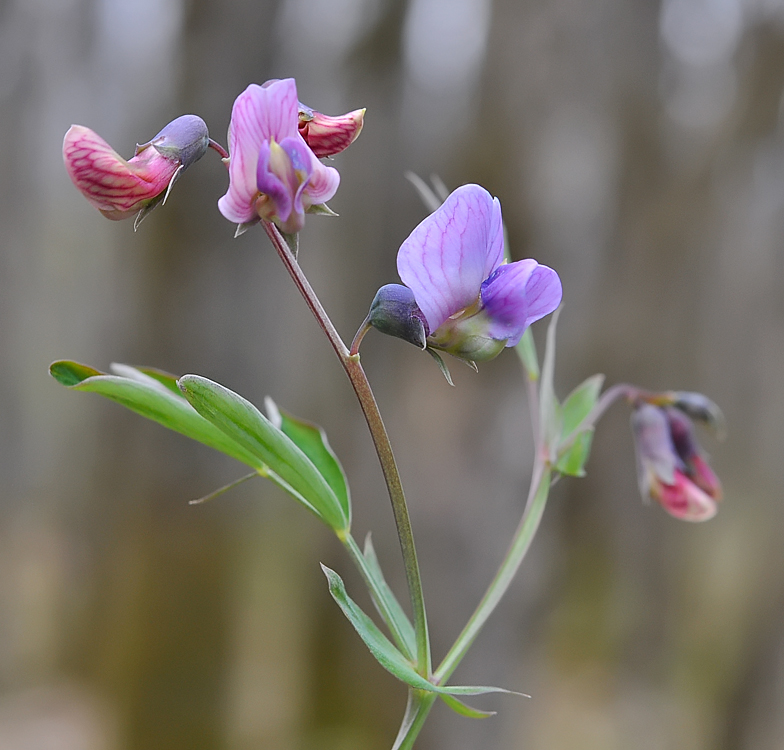 Lathyrus linifolius