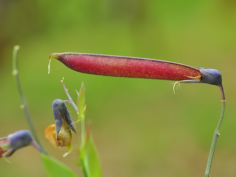 Lathyrus linifolius